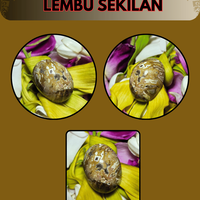 mustika-rowo-lembu-sekilan