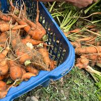 rutan-majene-panen-sebanyak-5-kg-wortel-di-area-branggang