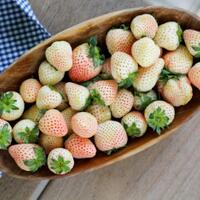 5-manfaat-pineberry-stroberi-pucat-yang-baik-bagi-kesehatan