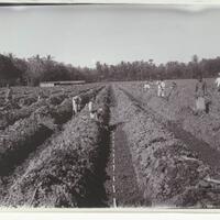 ketika-petani-jawa-melawan-lewat-pekarangan-bukan-senjata