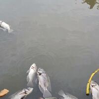 ikan-sekolam-mati-gara-gara-dikasih-makan-nasi-sisa-mbg