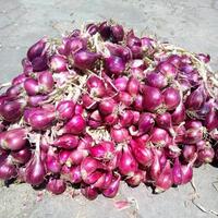ekspor-bawang-merah-brebes-tembus-thailand-zulkifli-hasan-pemerintah-selalu-hadir
