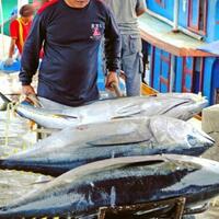 kabar-gembira-ekspor-ikan-ri-tembus-rp-526-triliun-sulsel-yang-paling-berdampak