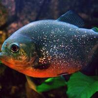 piranha-bikin-geger-malaysia-dikatakan-di-medsos-kalau-ikan-itu-memangsa-buaya