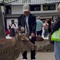 viral-wni-diduga-kasih-plastik-ke-rusa-jepang-begini-kronologinya