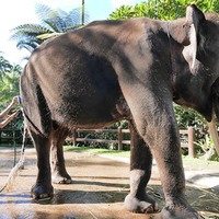 bali-juga-punya-atraksi-gajah-lho-gan