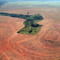 11-hutan-terbesar-di-dunia-yang-kian-terancam