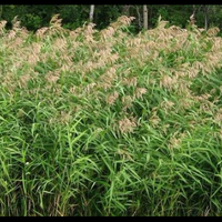 tanaman-liar-indonesia-ini-ternyata-bisa-jadi-obat-mujarab