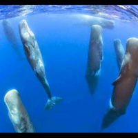 yuk-mengenal-lebih-jauh-tentang-paus-sperma
