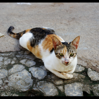 yuk-gan-mari-kita-ajarkan-untuk-mencintai-binatang-sejak-dini