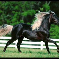 8-jenis-kuda-terbaik-di-dunia