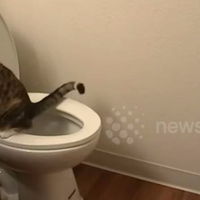 ketika-rasa-malu-pada-manusia-sudah-mencapai-level-tiarap