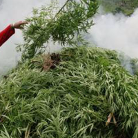 curhat-petani-ganja-di-aceh-ditipu-mafia-hingga-dikejar-tni