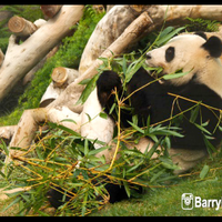 mengunjungi-panda-yg-menggemaskan-di-macau-giant-pavilion