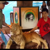 video-singa-di-taman-safari-diduga-dibius-untuk-berfoto-bersama-pengunjung