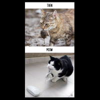 foto-ini-menunjukkan-bahwa-teknologi-juga-mengubah-perilaku-kucing