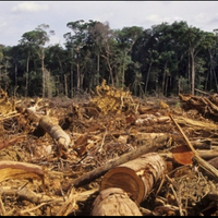 inilah-5-negara-dengan-kerusakan-hutan-paling-parah-di-dunia