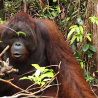 galeri-foto-taman-nasional-tanjung-puting-orangutan-trip