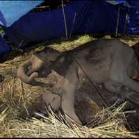 kematian-tragis-gajah-yani