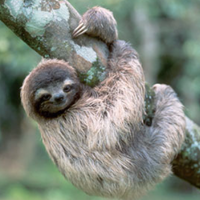 kungkang--sloth--hewan-pemalas-yang-lucu