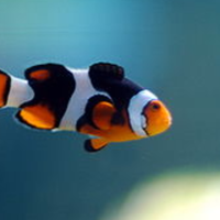 inilah-karakter-finding-dory-di-dunia-nyata