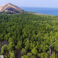 hutan-mangrove-reroroja-wisata-alam-di-maumere-flores