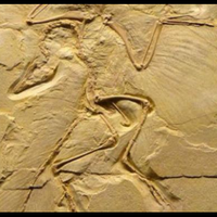 10-fosil-paling-penting-yang-menguak-misteri-kehidupan