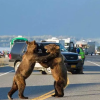 kumpulan-foto-lucu-tentang-kemacetan-dari-seluruh-dunia