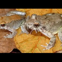 dua-jenis-katak-endemik-indonesia-ini-dan-penemunya-mengagetkan-dunia