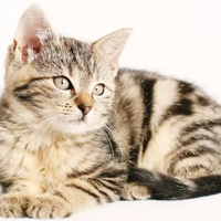 panggilan-kucing-dari-berbagai-bahasa-di-dunia