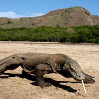 pesona-indonesia-reptil-terbesar-dan-terpanjang-ternyata-ada-di-indonesia