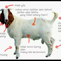 bukan-cuma-pahala-ini-5-pelajaran-yang-bisa-diambil-dari-berkurban
