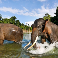 fakta-unik-tentang-gajah-sumatera