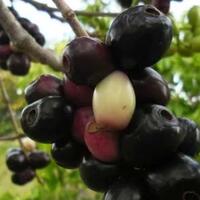 inilah-5-manfaat-buah-jamblang-duwet-bagi-kesehatan