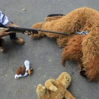 senapan-angin-meneror-orangutan