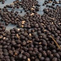 yuk-kenalan-sama-black-ivory-kopi-termahal-yang-harga-secangkirnya-bikin-nangis