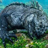marine-iguana-hewan-yang-menjadi-inspirasi-godzilla