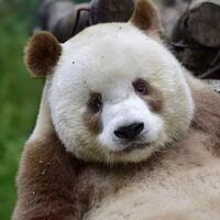 perkenalkanlah-qizai-si-panda-cokelat-satu-satunya-di-dunia