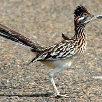 beep-beep-awas-gansis-ada-roadrunner-mau-lewat