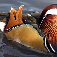 bebek-dengan-warna-yang-indah-dari-china