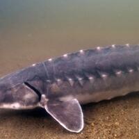 gak-hanya-komodo-inilah-hewan-hewan-purba-yang-masih-ada-sampai-sekarang