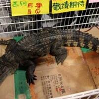 suka-shopping-mampirlah-ke-supermarket-quanzhou-dan-temukan-7-dagangan-aneh-ini