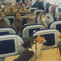 pangeran-saudi-ajak-80-burung-elang-miliknya-naik-pesawat