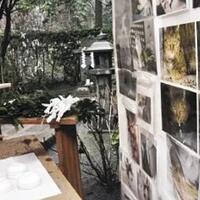 nyan-nyan-nyan-day-harinya-para-kucing-di-jepang