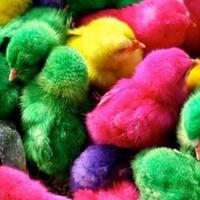 tega-1000-anak-ayam-ini-ditelantarin-begitu-aja-di-tanah-kosong