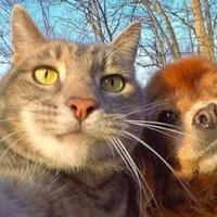 aksi-manny-kucing-paling-narsis-dan-doyan-banget-selfie