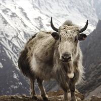 mengenal-hewan-yak-binatang-asli-pegunungan-himalaya