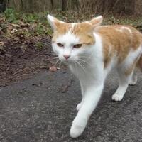 7-hewan-imut-ini-ternyata-predator-mematikan