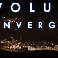 wajib-tau---evolusi-konvergen-kisah-tomcat-sang-agen-rahasia-di-koloni-semut