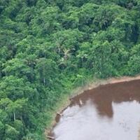 turis-ini-hilang-di-amazon-untung-diselamatkan-oleh-monyet